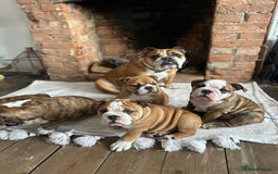 English Bulldog dogs for sale: READY NOW! vaccinated microchipped KC Bulldog pups in Rochford - Image 4