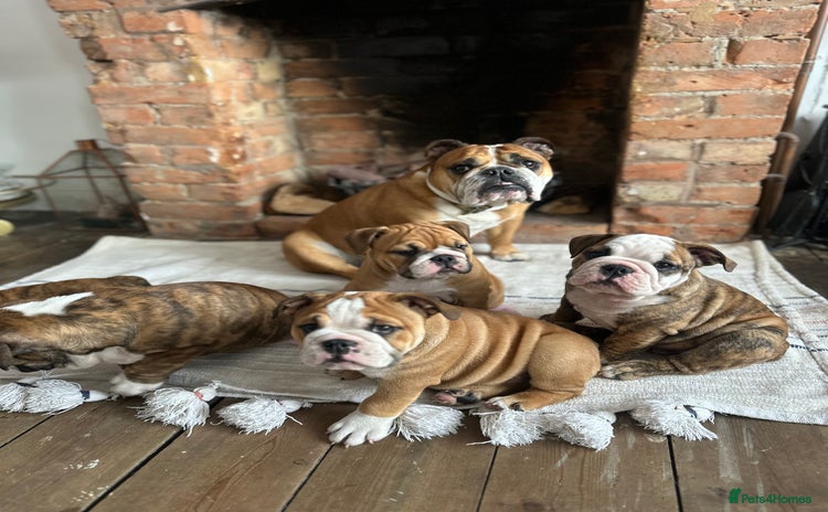 English Bulldog dogs in Rochford - Advert 1