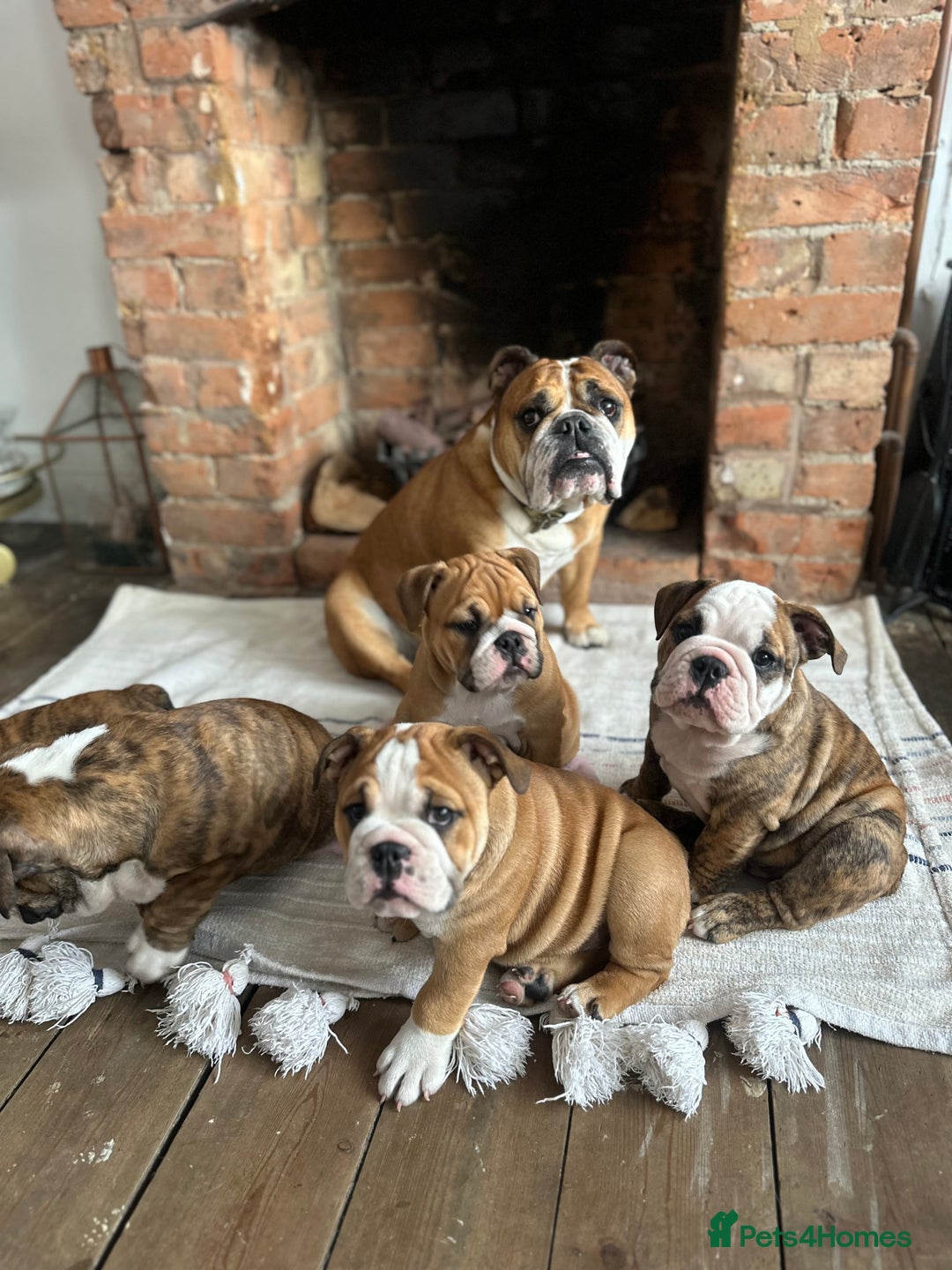 English Bulldog dogs for sale: READY NOW! vaccinated microchipped KC Bulldog pups in Rochford - Image 4