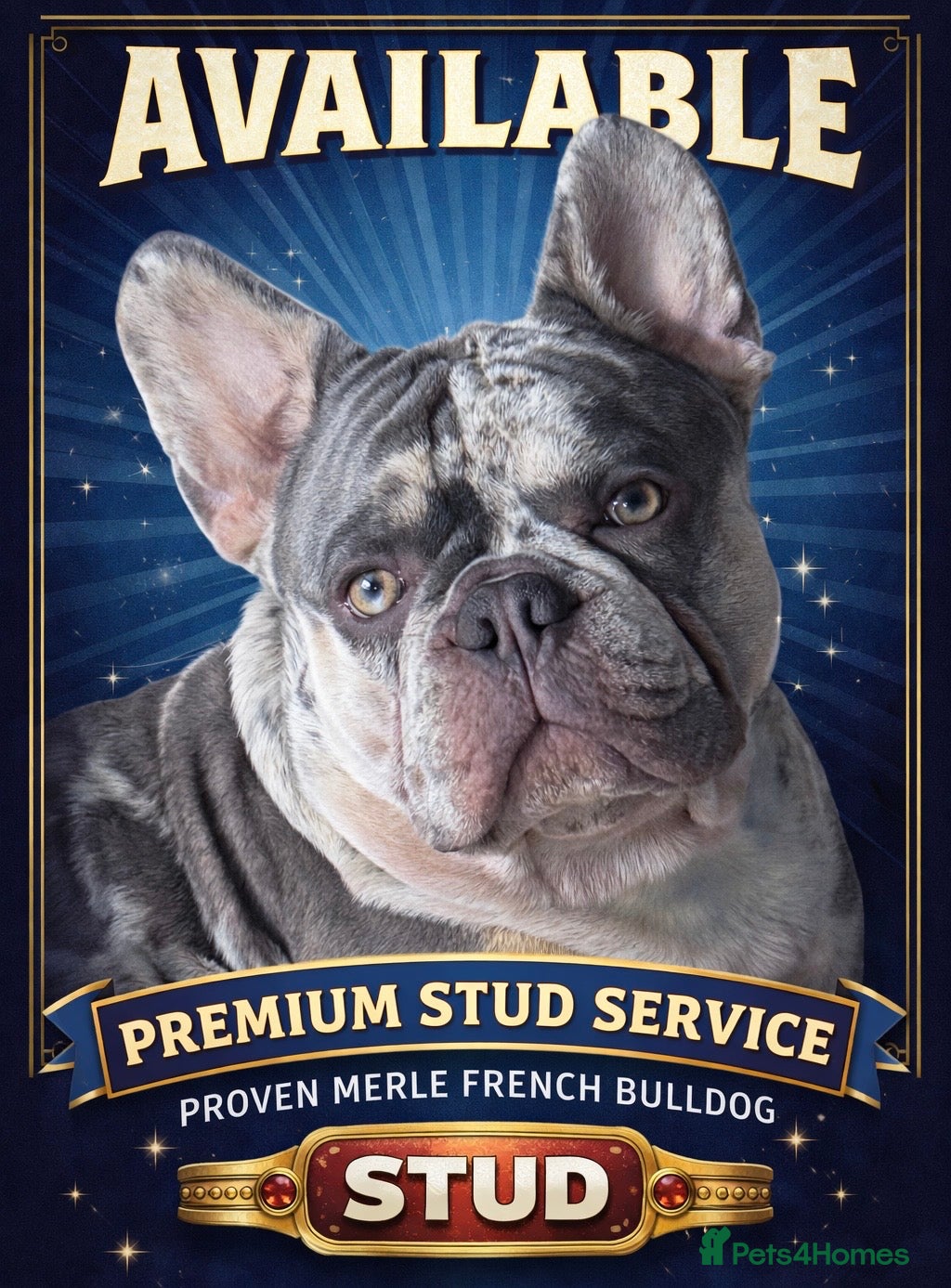 French Bulldog dogs Chunky grey Merle French bulldog for stud - Advert 2
