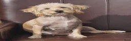 Jackapoo dogs for sale: Jackapoo Girl Puppies  in Chatteris - Advert 2