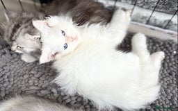 Persian cats for sale: Outstanding litter of Persian x kittens,  - Image 22