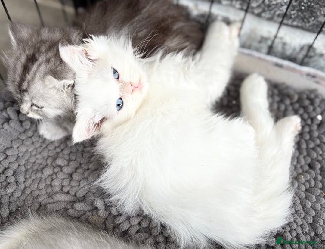 Persian cats for sale: Outstanding litter of Persian x kittens,  - Image 22