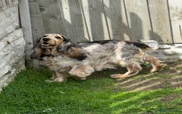 Cockapoo dogs for sale: Adorable Cockpoo looking for his forever home - Image 1