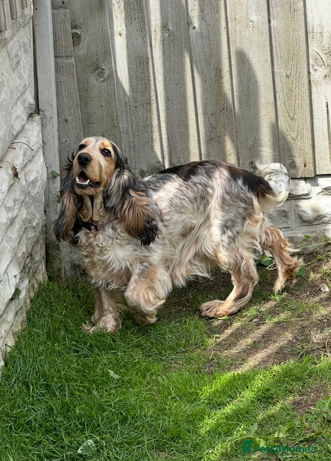 Cockapoo dogs for sale: Adorable Cockpoo looking for his forever home - Image 1