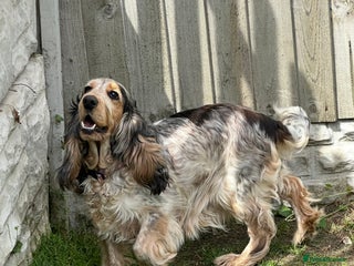 Cockapoo dogs - Advert 21