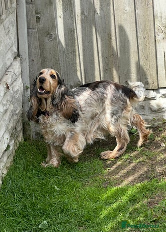 Cockapoo dogs - Advert 1