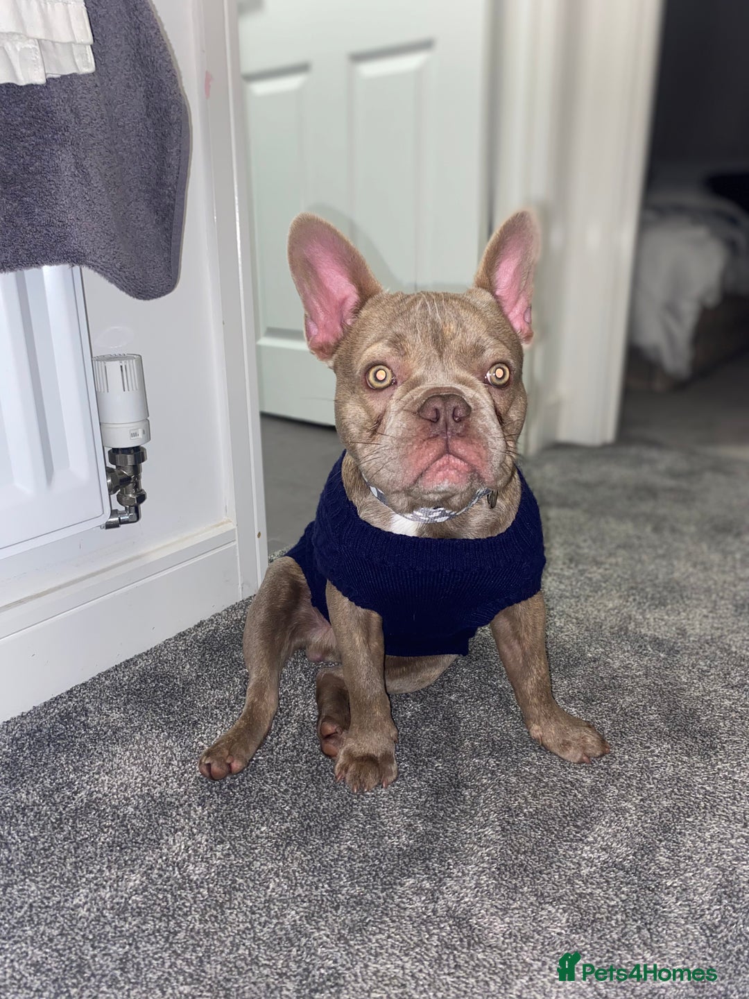 French Bulldog dogs for sale: French Bulldog - Advert 1