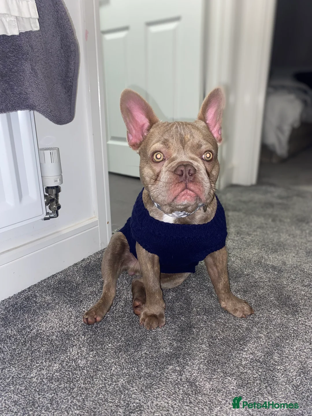 French Bulldog dogs for sale: French Bulldog - Advert 1