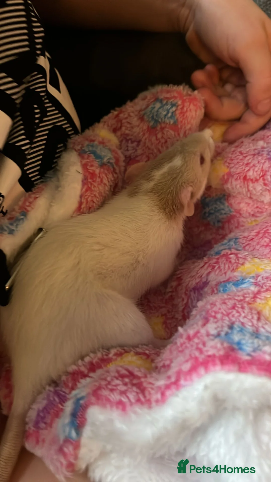 Rat rodents for sale: 2 feme Dumbo rats  in Wakefield - Advert 2