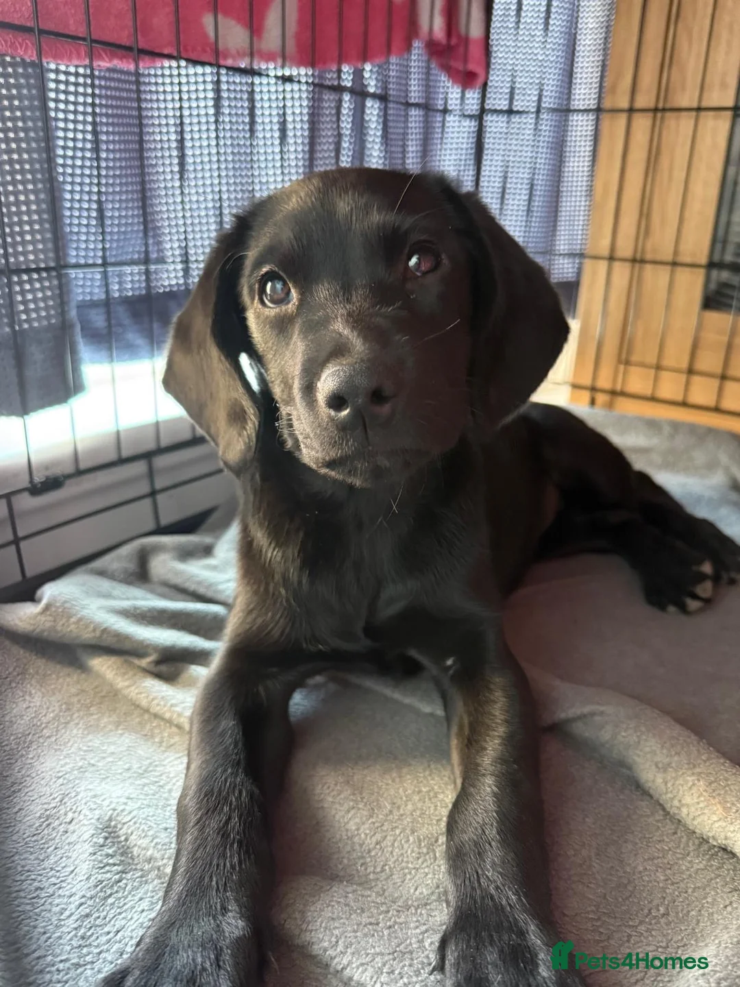 Springador dogs for sale: Springador Pup - Advert 2