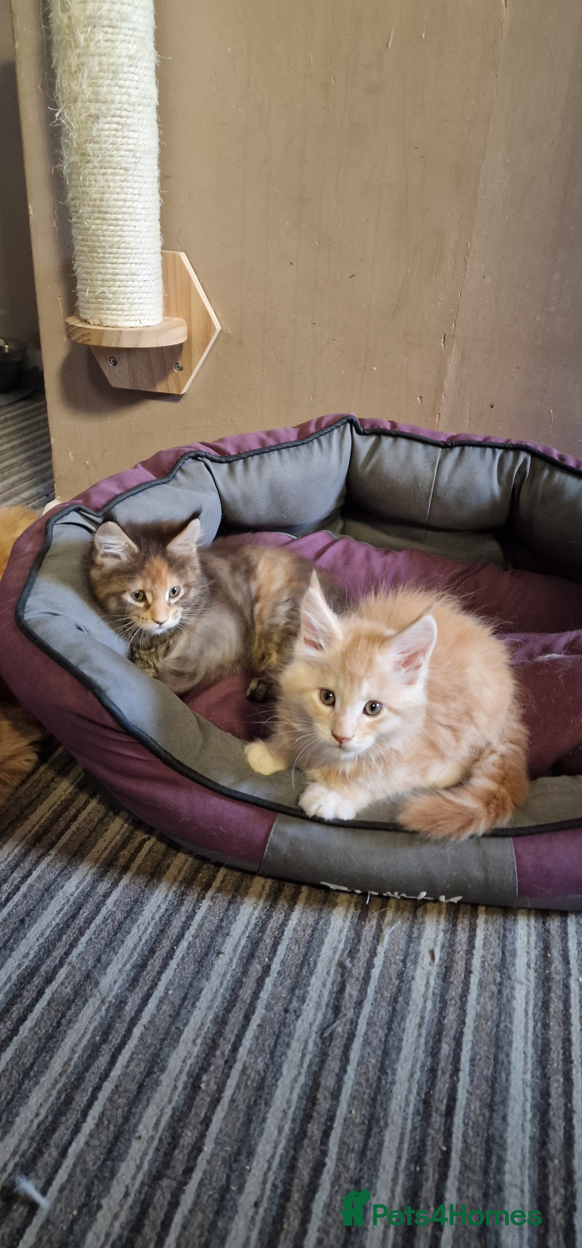 Maine Coon cats Maine Coon Kittens Looking for Loving Homes - Advert 16
