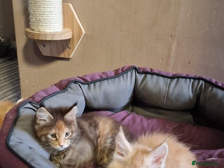 Maine Coon cats Maine Coon Kittens Looking for Loving Homes - Advert 2