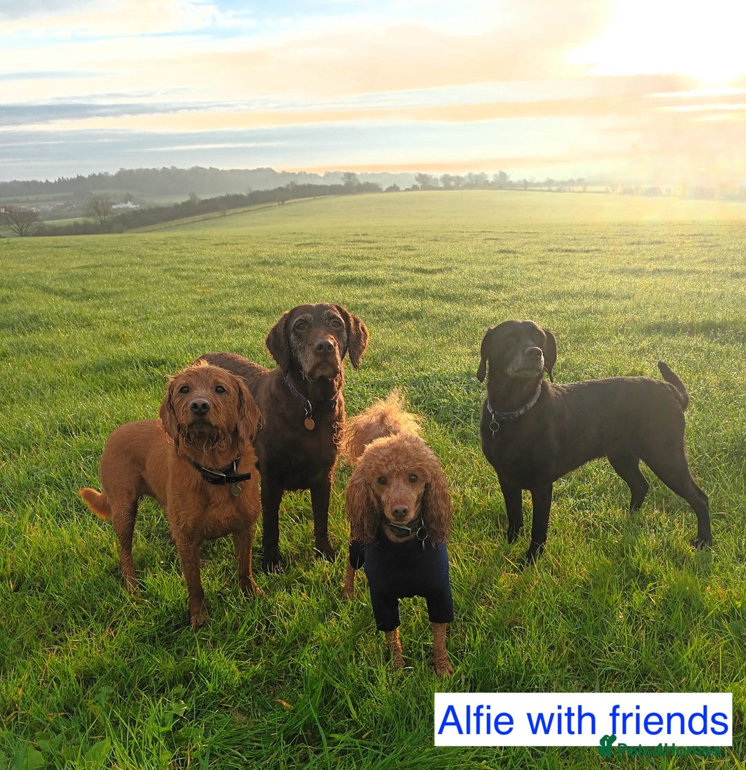 Cockapoo dogs for sale: Red Miniature Cockapoos – F1B - Advert 12