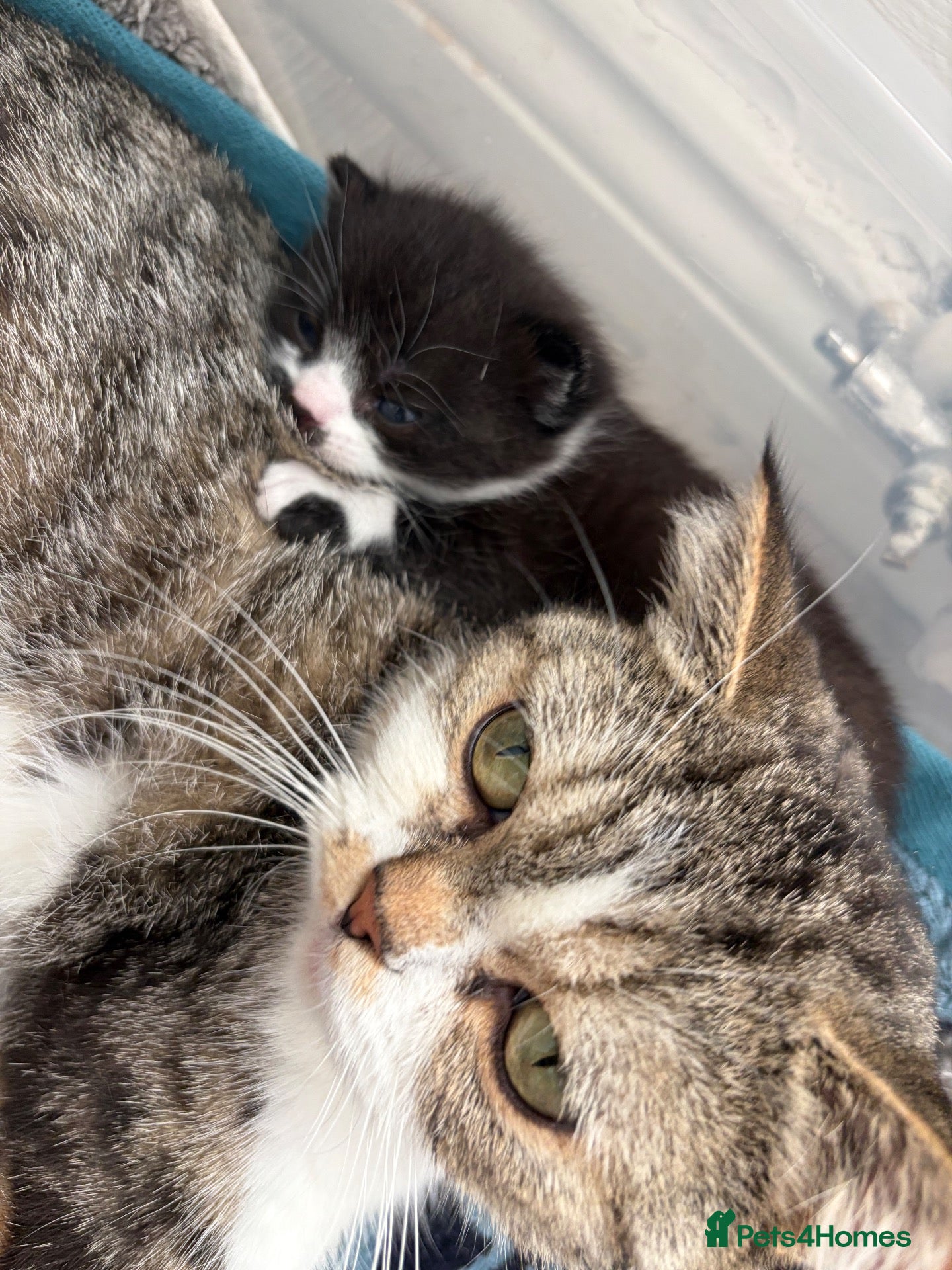 Mixed Breed cats Beautiful Exotic shorthair mix kittens  - Advert 2