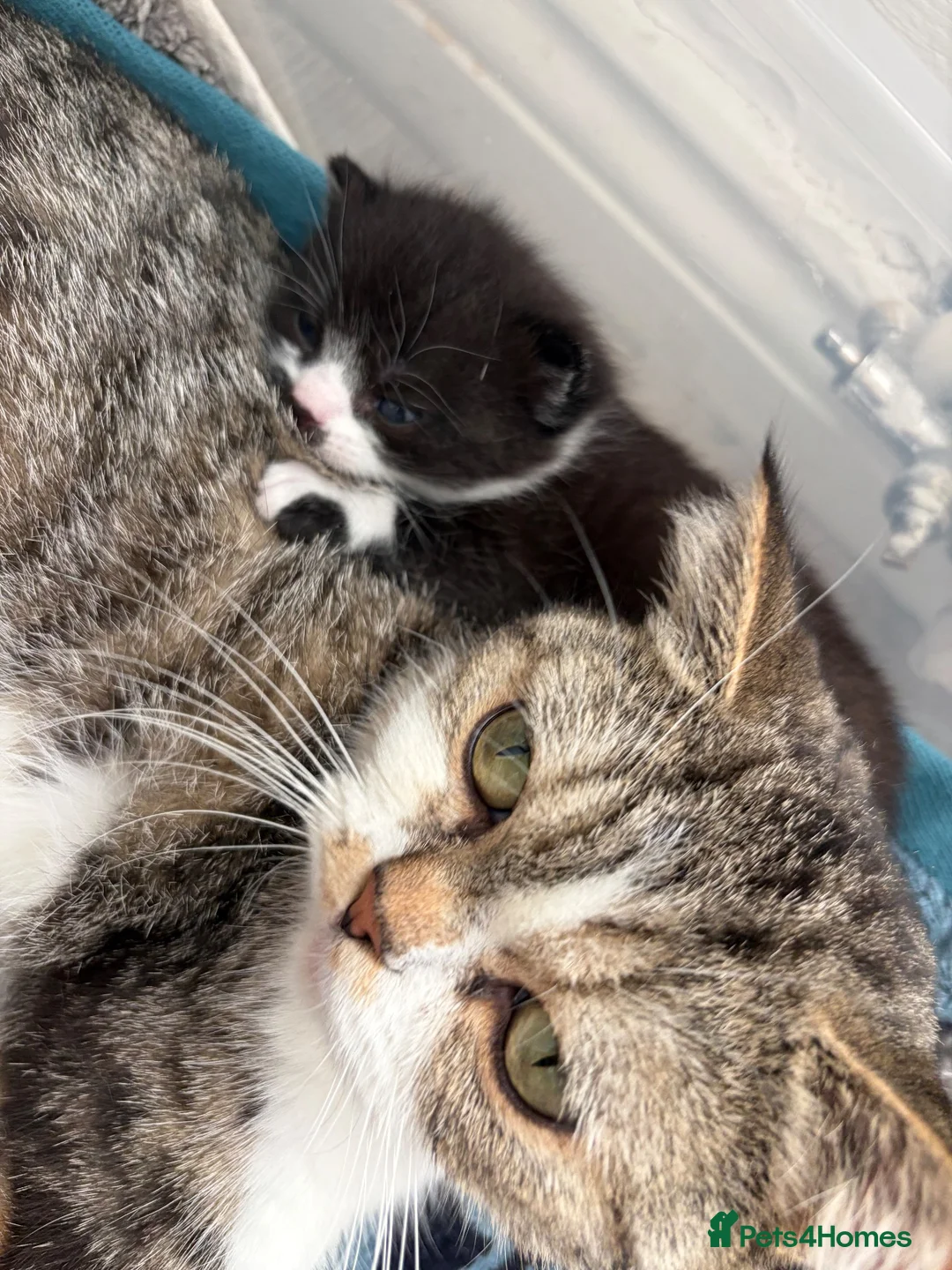 Mixed Breed cats for sale: Beautiful Exotic shorthair mix kittens  - Advert 1