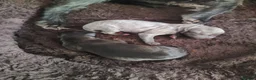 Mixed Breed dogs for sale: Bedlington whippet puppies  in Winchester - Advert 6