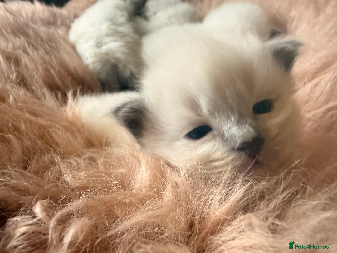 Ragdoll cats for sale: Stunning ragdoll babies! 😻😽 - Advert 5