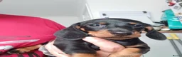 Miniature Dachshund dogs for sale: Adorable Miniature Dachshund Puppies 1 boy 1 girl  - Advert 2
