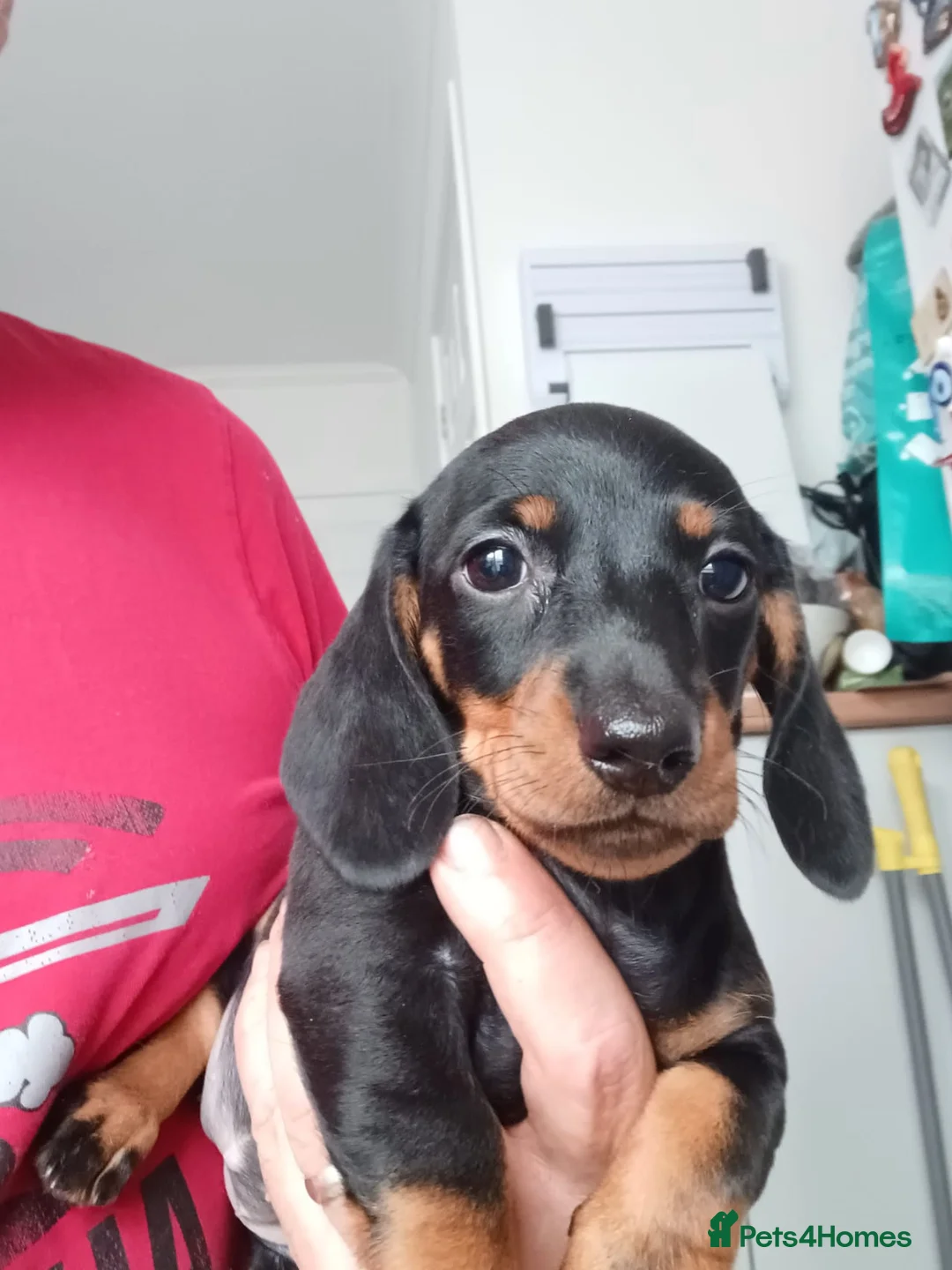Miniature Dachshund dogs for sale: Adorable Miniature Dachshund Puppies 1 boy 1 girl  - Advert 2