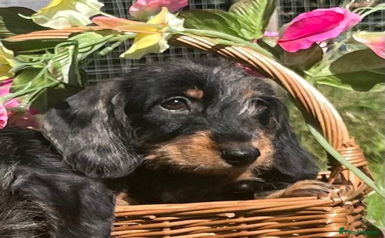 Miniature Dachshund dogs - Advert 4