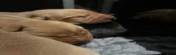 Labrador Retriever dogs for sale: 4th generation - fully health tested - view now - Advert 10