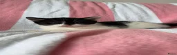 Mixed Breed cats for sale: Kittens, black and white - Advert 15