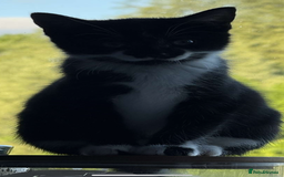 Mixed Breed cats for sale: Sadly have to rehome our kitten.  - Image 3