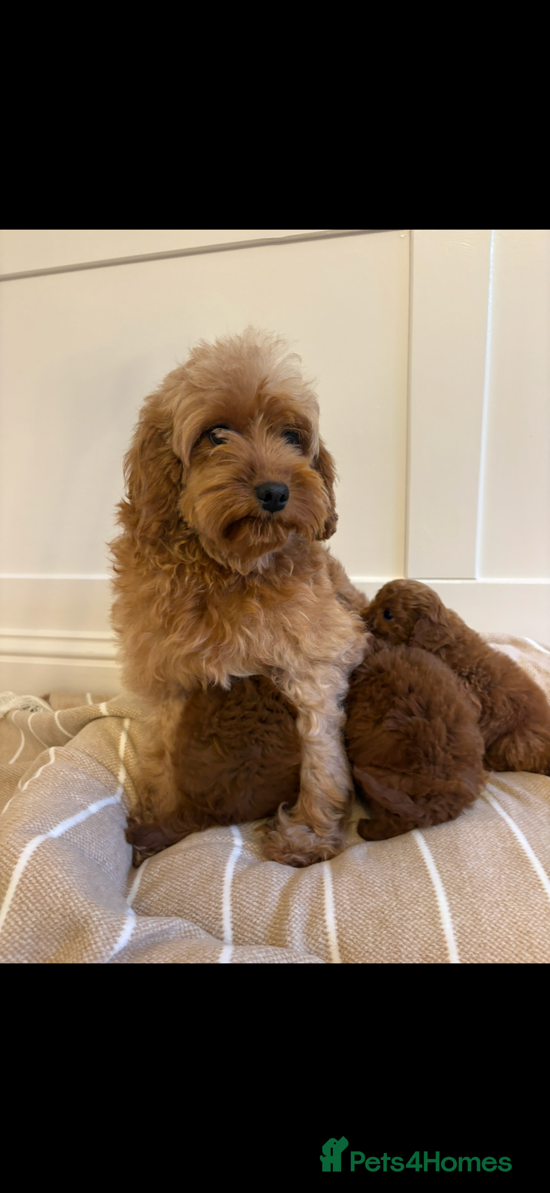 Cavapoo dogs for sale: LICENSED BREEDER QUALITY HEALTH TESTED CAVAPOOS - Advert 18