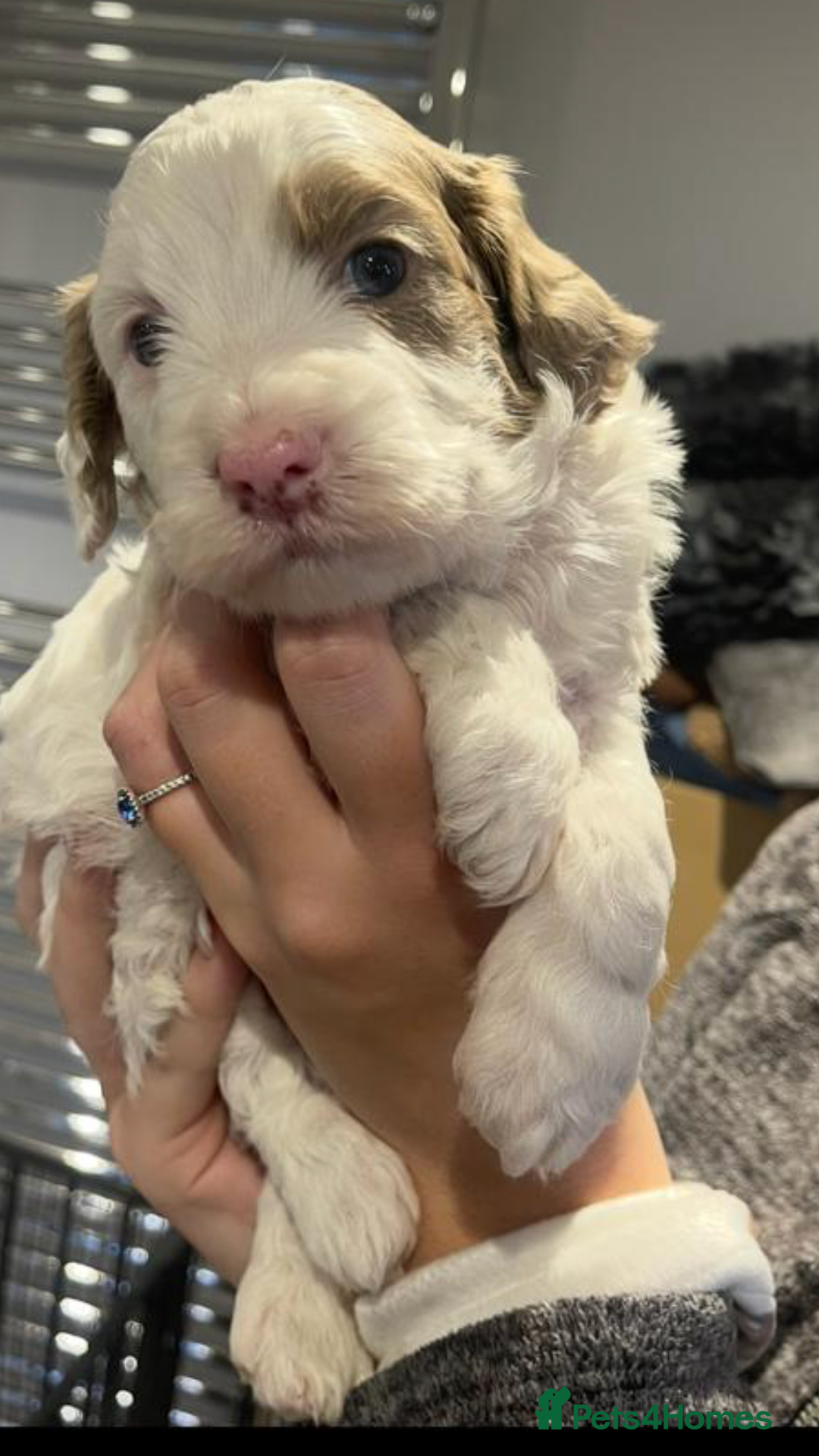 Cockapoo dogs for sale: F1 Cockapoo’s - Advert 3