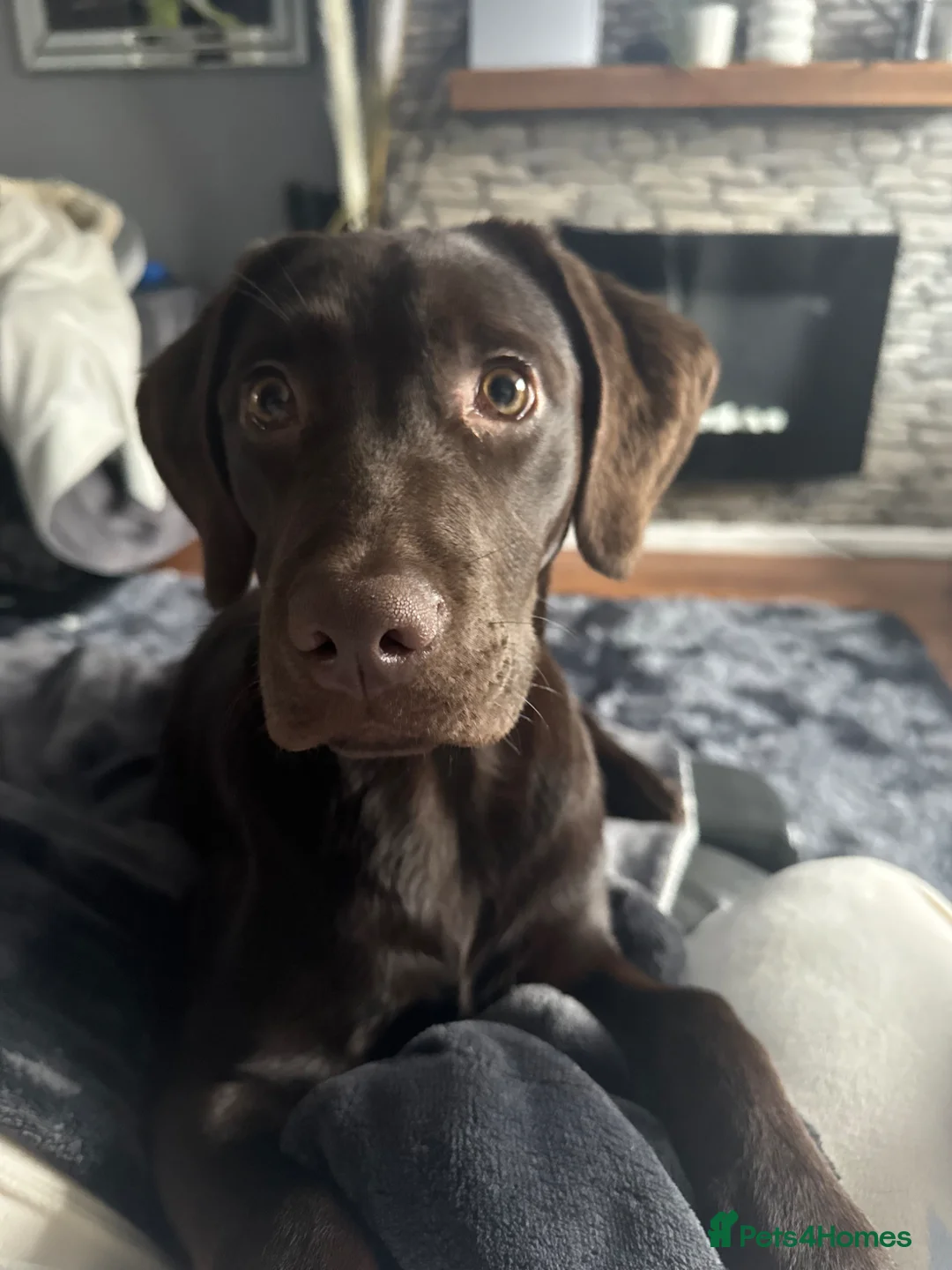 Labrador Retriever dogs for sale: Chocolate Labrador  in Coventry - Advert 7