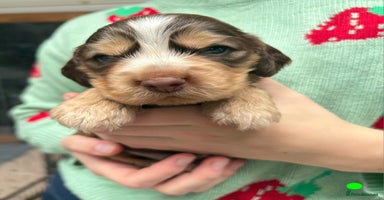 Cocker Spaniel dogs - Advert 10