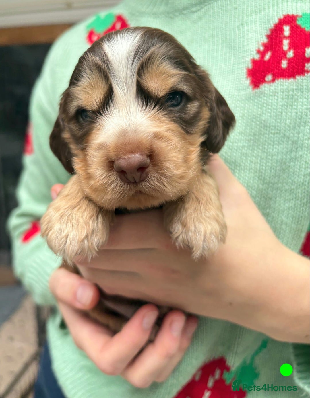 Cocker Spaniel dogs for sale: KC Show Cocker Spaniel Pups DNA health Simbawood  - Image 2