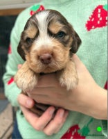 Cocker Spaniel dogs - Advert 10