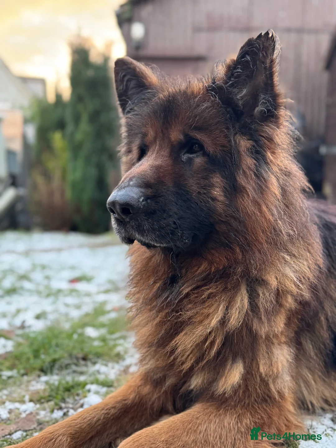 German Shepherd dogs for sale: Zues – Long Haired German Shepherd for Rehoming - Advert 3