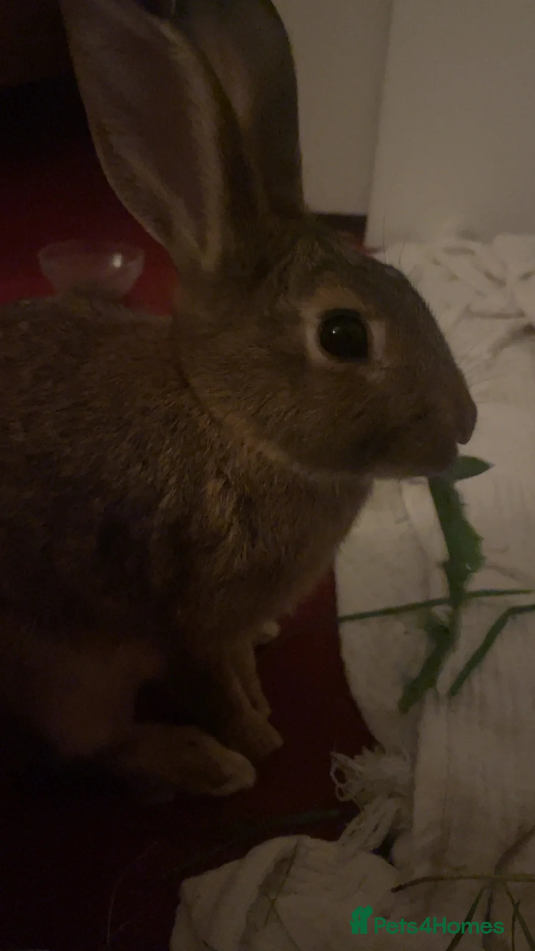Guinea Pig rodents for sale: 1 male rabbit (bambi) - Advert 2