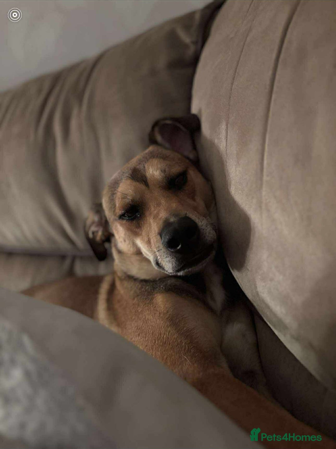 Mixed Breed dogs for adoption: Meet Milo: A Sensitive, Playful Companion - Image 9