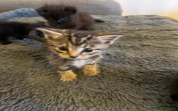 British Longhair cats for sale: Beautiful, playful kittens  - Image 1