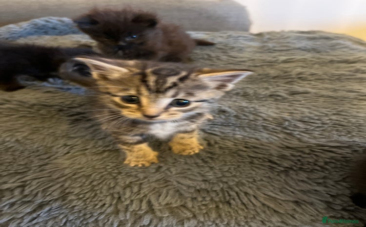 British Longhair cats - Advert 2