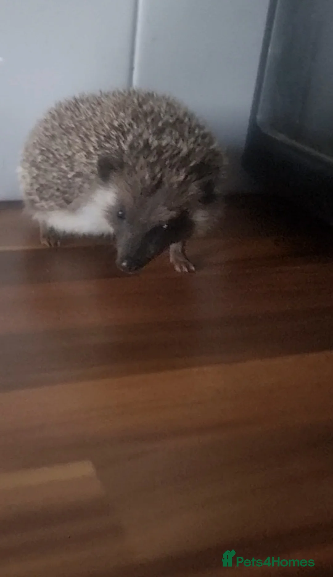 Pygmy Hedgehog rodents for sale: African pygmy hedgehog  - Advert 3