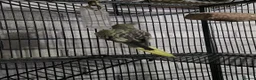 Cockatiels birds for sale: 2 male cockatiels in Launceston - Advert 3