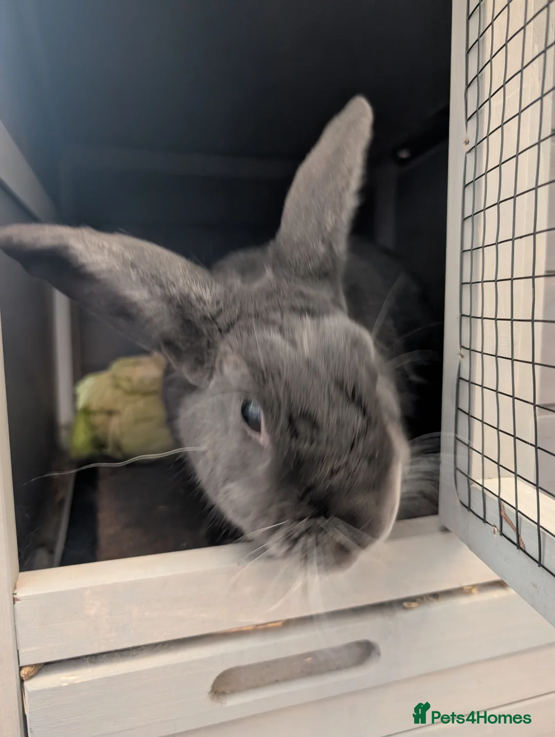 Rex rabbits for sale: 5 year old rabbit for sale in Willenhall - Advert 2