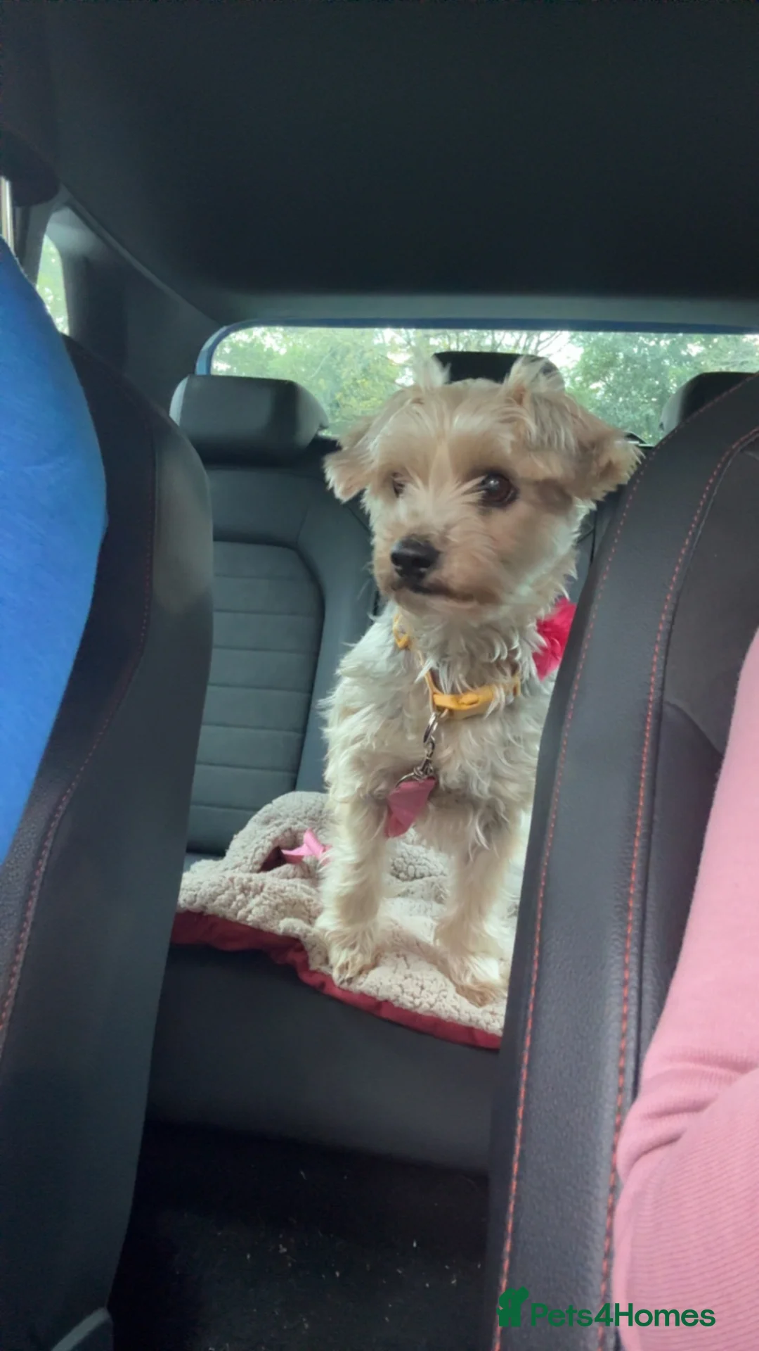 Yorkshire Terrier dogs for sale: Beautiful Yorkshire Looking for a Loving Home⭐️ - Advert 10