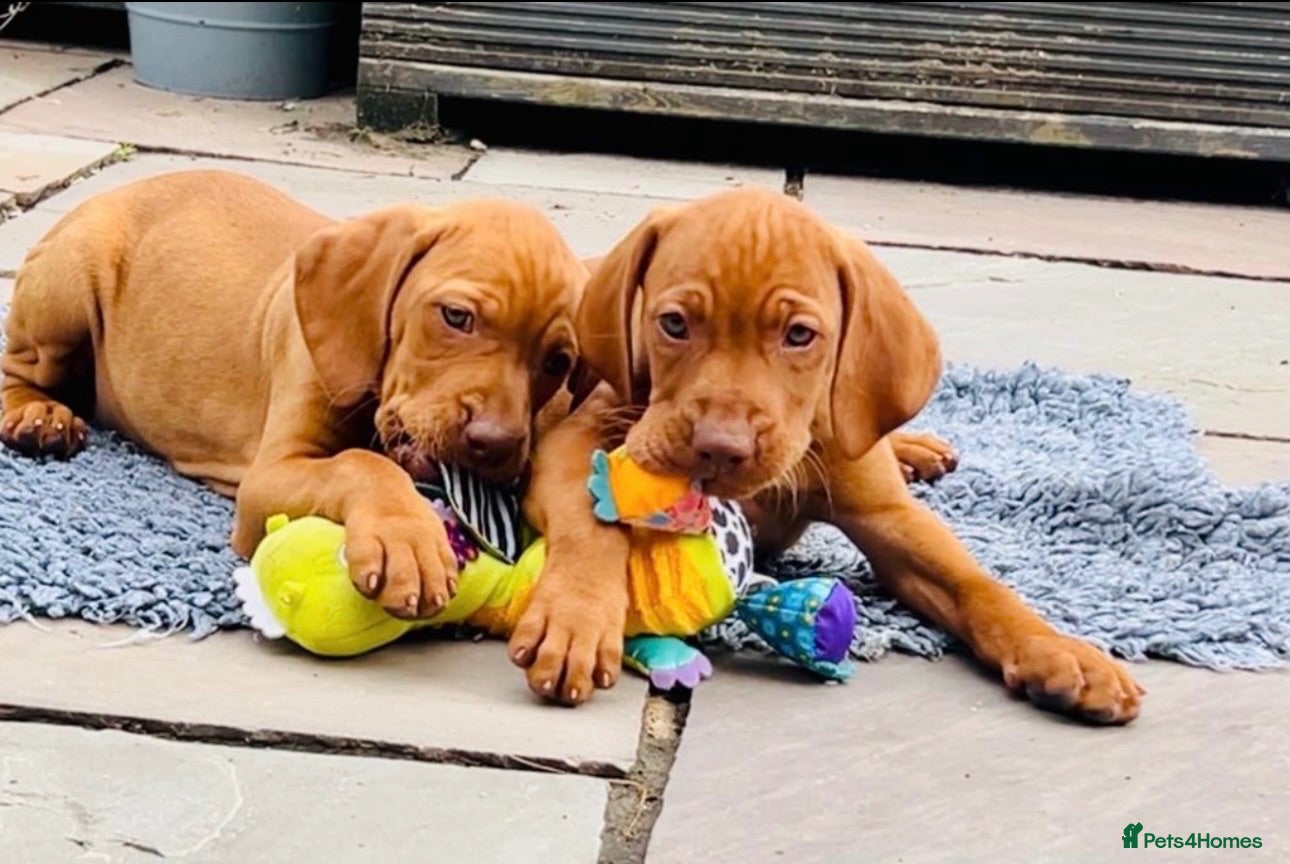 Hungarian Vizsla dogs Ready now ⭐️Beautiful Hungarian Vizsla Puppies  - Advert 1