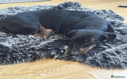Miniature Dachshund dogs for sale: Miniature dachshund  - Image 12