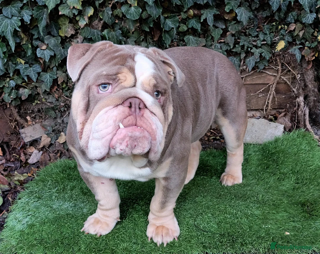 English Bulldog dogs for stud: Dog for stud in Dagenham - Advert 9