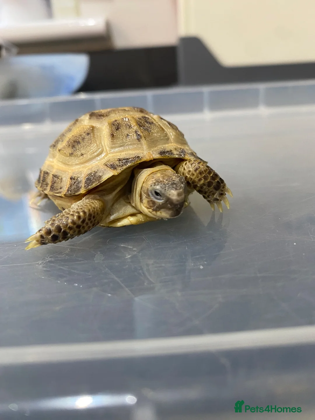 Tortoise reptiles for sale: Horsefield Tortoises  - Advert 2