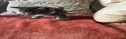 Mixed Breed cats for sale: Lovely tabby kittens  - Advert 7
