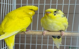 Budgerigars birds for sale: Baby budgies variety of colours  - Image 3