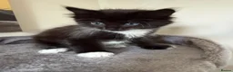 British Shorthair cats for sale: Girl Kitten - Advert 1